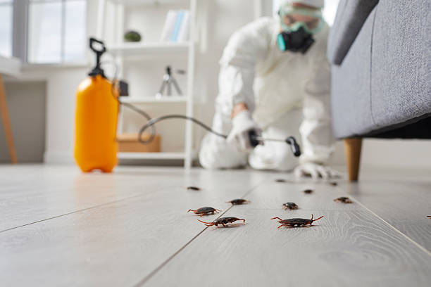 Commercial Kitchen Cockroach Control in Egypt
